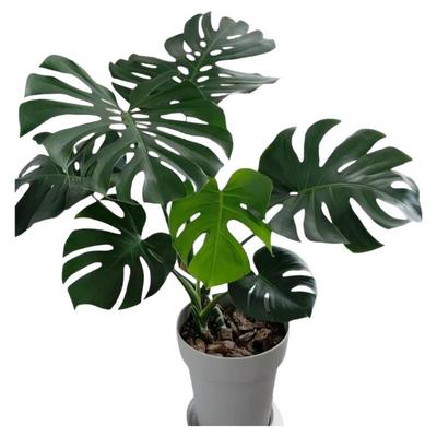 大叶龟背竹开老桩盆栽室内水