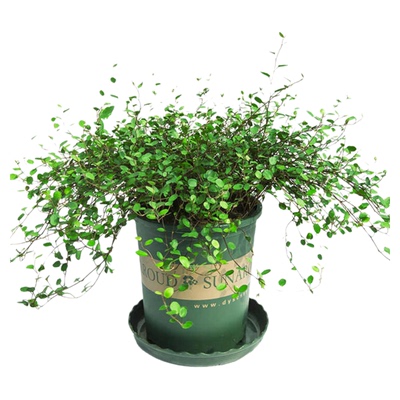千叶吊兰盆栽观叶植物绿植