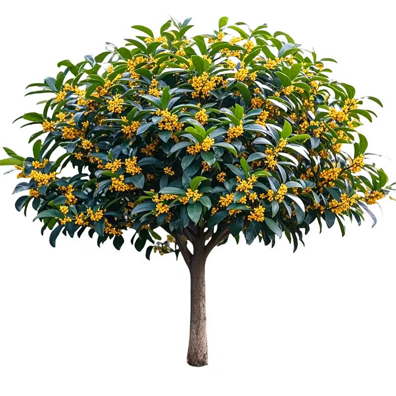 庭院嫁接桂花四季常青一物一拍