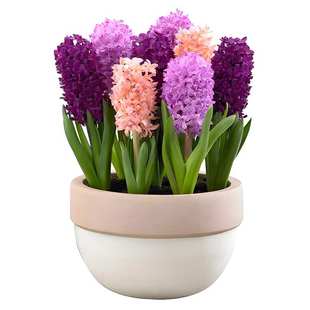 荷兰进口风信子种球可水培四季耐寒室内阳台盆栽易种植花卉植物