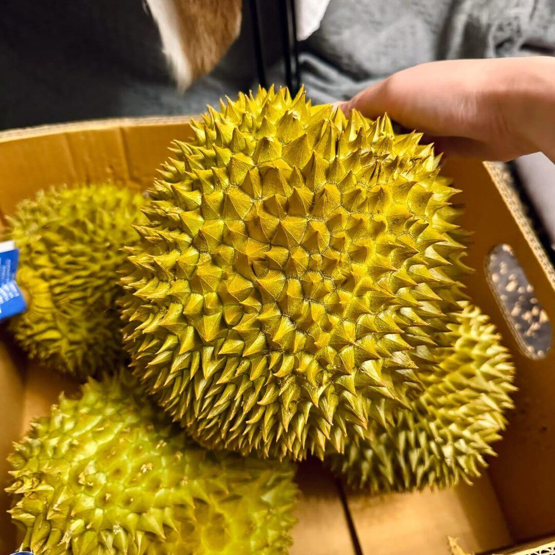 618顺丰空运A级泰国金枕新鲜榴莲3.1斤-11斤核小
