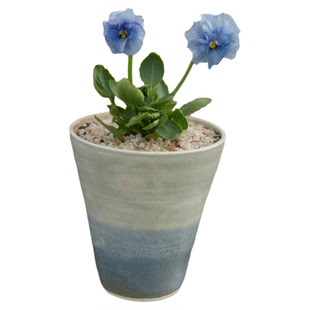 PHYSIS如梦花季|角堇的浪漫一物一拍稀有颜色每日更新2.2