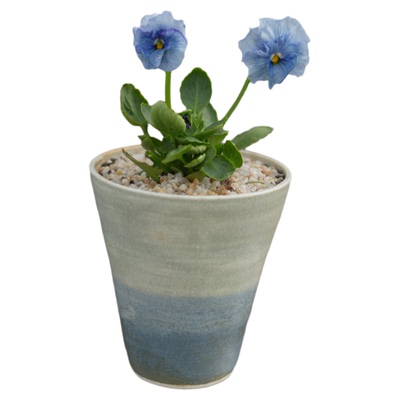 角堇的浪漫稀有颜色一物一拍