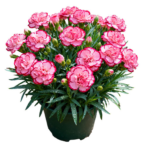 康乃馨盆栽花苗室内花阳台庭院四季开桌面绿植花卉多年生带花苞