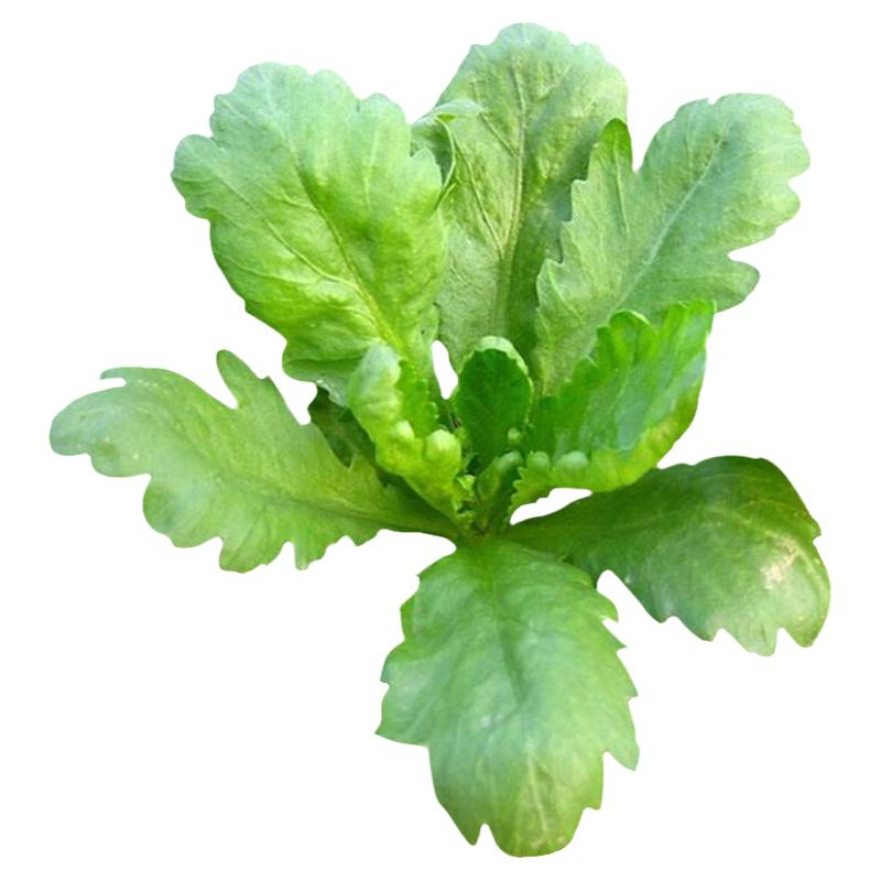 大叶茼蒿种子阳台菜园春夏秋四季播种蔬菜种子好吃易种植菊花菜籽
