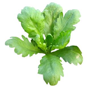 大叶茼蒿种子阳台菜园春夏秋四季播种蔬菜种子好吃易种植菊花菜籽