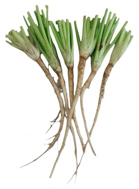 新鲜香菜根现挖现发凉拌腌制咸菜