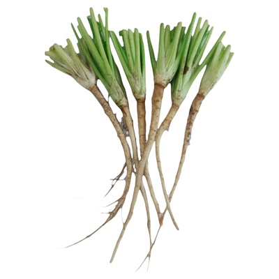 新鲜香菜根现挖现发凉拌腌制咸菜