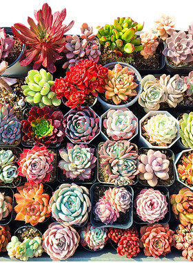 多肉植物组合套餐大颗好养陌上花