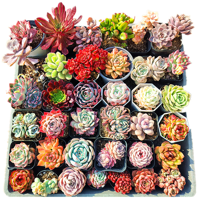 大颗好养多肉植物带盆套餐陌上花