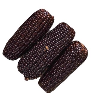 东北寒地黑土黑糯玉米棒大棒香甜粘糯粗粮早餐食材真空装优质年货