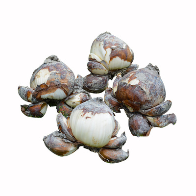 正宗漳州水仙花精选大种球冬季花