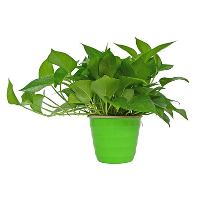 绿箩净化空气办公桌绿植绿萝茶几