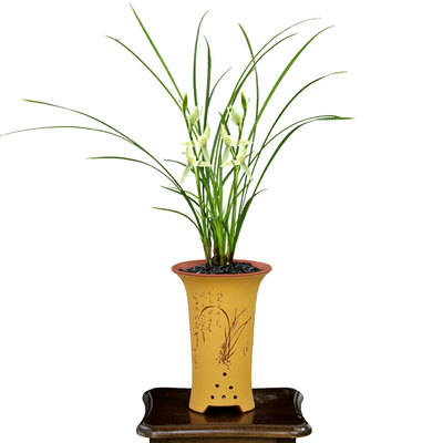 春兰铭品莲瓣兰碧龙玉素带花浓香