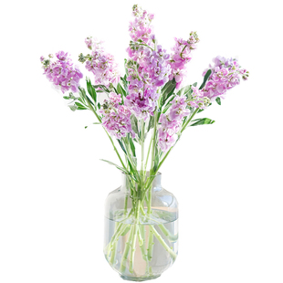 粉色紫罗兰鲜花云南基地直发家用客厅花束插花水培鲜切花顺丰包邮