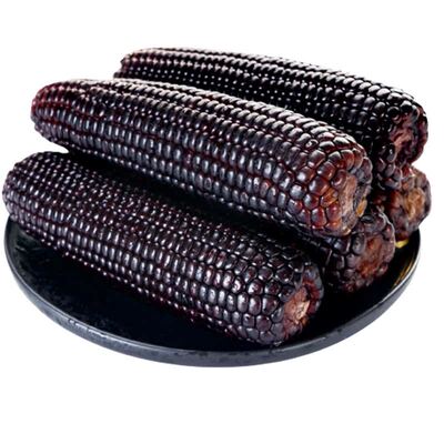 新黑糯玉米新鲜现摘真空装包甜糯黏黑玉米代餐