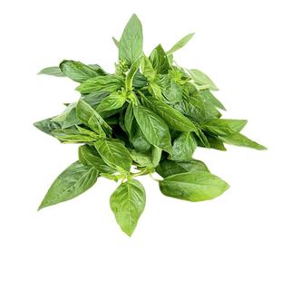 绿食者 罗勒叶250g 新鲜蔬菜西餐可食用香料青酱调料 5件包邮