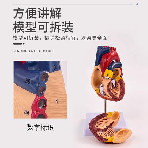 1:1人体心脏解剖模型 B超彩超可拆卸自然大心脏医学教学模型