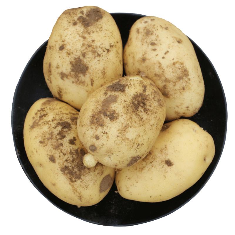 密農(nóng)人家 新鮮土豆 馬鈴薯黃心大土豆 農(nóng)家洋芋新鮮蔬菜新土豆3斤