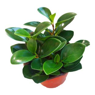 办公室内桌面盆栽植物青叶碧玉 又叫豆瓣绿小家碧玉 花卉绿植包邮