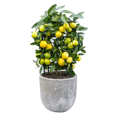 塔莎的花园手指柠檬果蔬盆栽