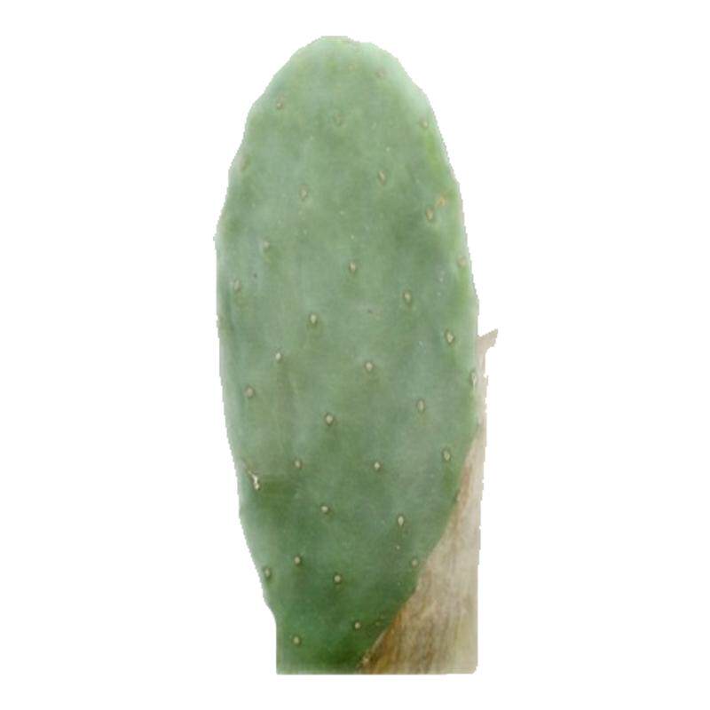 仙人掌叶片现摘食用榨汁外敷
