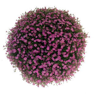 密花满天星种子吉普赛阳台室内盆栽花海景观绿化花卉植物四季易种