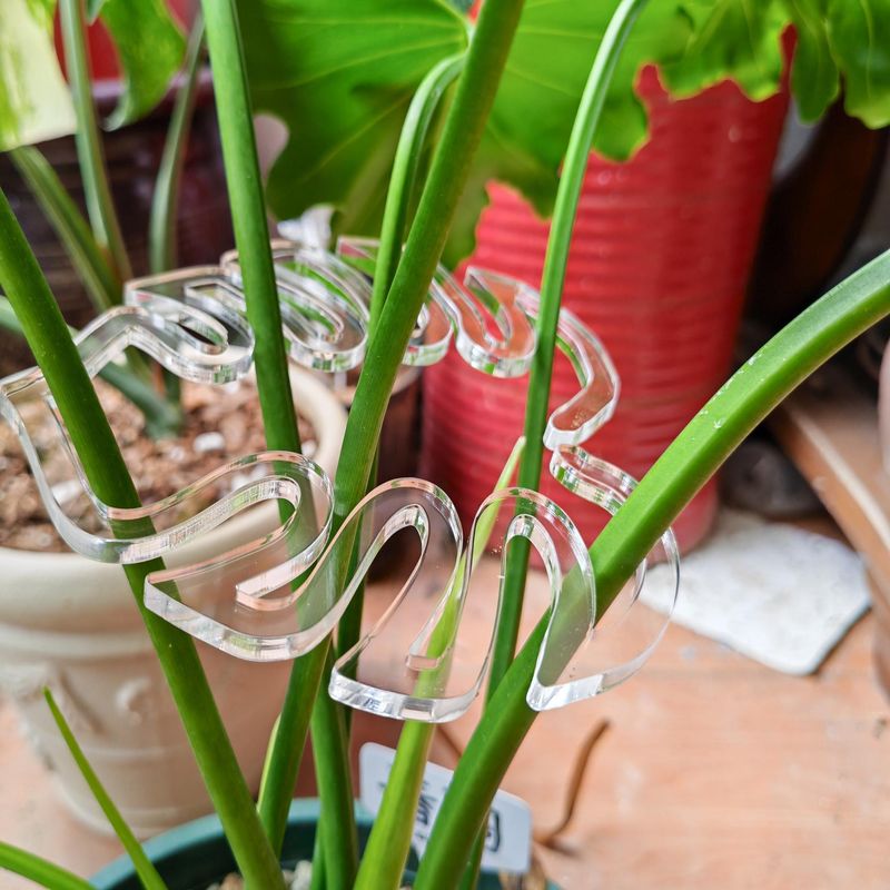 龟背芋春羽支架固定器防倒伏支撑架花盆支架园艺花卉绿植Dear鹿