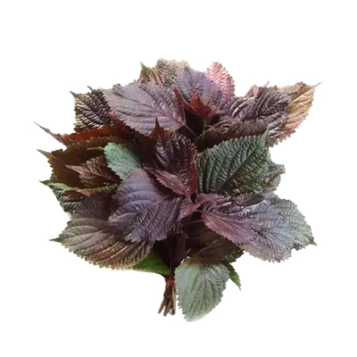 紫苏种子盆栽可食用四季蔬菜