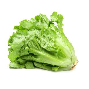 意大利生菜种籽四季沙拉奶油生菜种孑子罗马结球生菜籽种大全春季