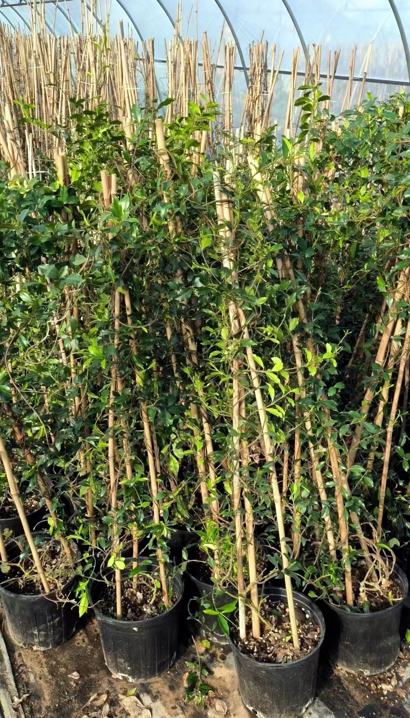 浓香风车茉莉爬藤植物大苗庭院爬墙四季开花苗老桩耐寒常青不落叶