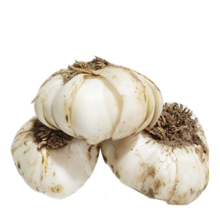 兰州鲜百合新鲜特级百合甘肃特产纯天然食用甜百合