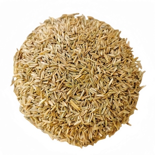 草坪草籽矮生庭院地毯草黑麦草狗牙根马尼拉四季青护坡绿化草种子