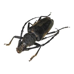 真昆虫未整姿栗山天牛标本原湿虫手工DIY造景材料微距科普教育