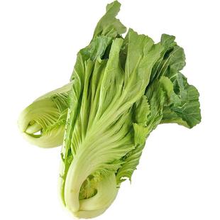 新鲜现砍青芥菜高山农家自种当季大叶包心芥菜可做泡酸菜蔬菜5斤