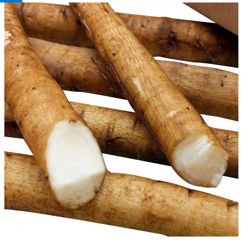 安疗榨汁牛蒡生鲜5斤装