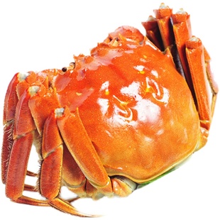 3斤8-9只4两特大残蟹残次蟹掉腿蟹公蟹洪泽湖大闸蟹鲜活螃蟹香草
