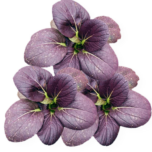 寿光蔬菜种子上海青油菜小白菜紫油菜种籽家庭菜园阳台种蔬菜种孑