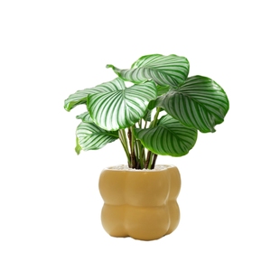 办公室桌面绿植花卉盆栽大全室内小盆栽驱蚊植物客厅四季好养易活