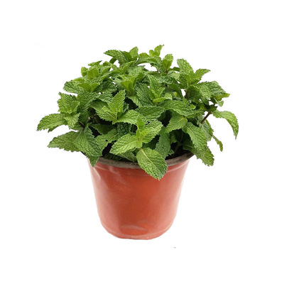 海蒂的花园薄荷盆栽苗