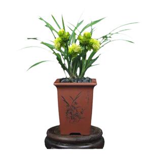 兰花苗浓香型室内带花苞发货各种名贵春兰系列奇花草精品九仙牡丹