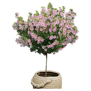 小木槿棒棒糖花苗蓝雪花盆栽室内阳台绿植果汁阳台月季花四季好养