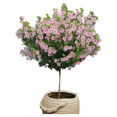 小木槿棒棒糖花苗蓝雪花盆栽室内阳台绿植果汁阳台月季花四季好养