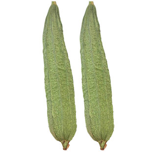 大花点丝瓜种子种籽秧苗菜苗幼苗八角八棱棱角蔬菜子苗四季秧带土