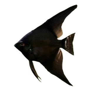 墨燕鱼水草缸淡水热带鱼观赏鱼招财神仙鱼墨黑仙燕子鱼宠物鱼活体