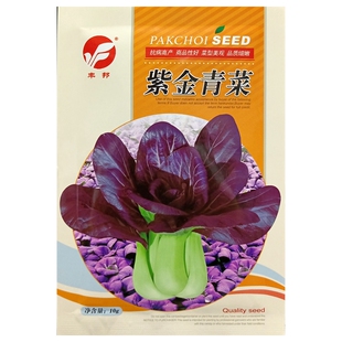 紫金青菜种子地绿梗绿茎紫叶小白菜油菜耐寒春秋季四季10克2000粒
