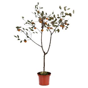 柿子苗树脆甜柿无核柿南北方种植特大庭院地栽柿子树果苗当年结果