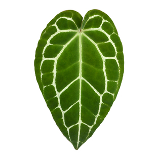 福利花烛小苗集合盆栽华丽贝斯水晶观叶绿植客厅阳台热植植迷者