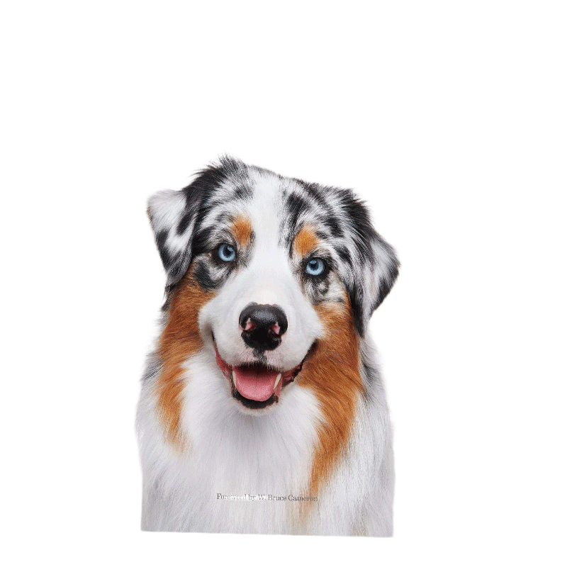 英文原版 Good Dog 好狗狗摄影 精装 一条狗的使命作者前言 进口艺术 英文版 进口英语原版书籍