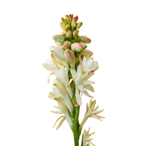 晚香玉种球重瓣大花球根夜来香浓香型多年生切花庭院阳台花卉盆栽